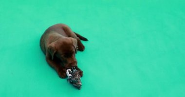 Güzel, küçük labrador yavrusu. Yeşil anahtar arkaplanının önündeki küçük köpek.