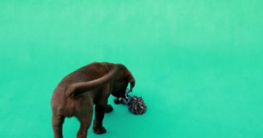 Güzel, küçük labrador yavrusu. Yeşil anahtar arkaplanının önündeki küçük köpek.