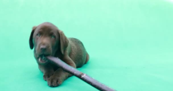 Прекрасний Маленький Цуценя Лабрадору Маленька Собака Перед Зеленим Ключовим Фоном — стокове відео