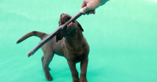 Hermoso Perrito Labrador Pequeño Perro Delante Fondo Verde Clave — Vídeos de Stock