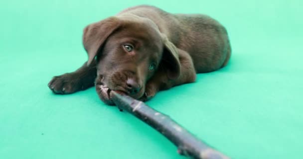 Hermoso Perrito Labrador Pequeño Perro Delante Fondo Verde Clave — Vídeo de stock