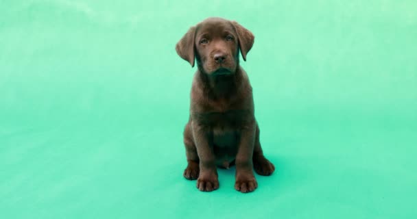 Hermoso Perrito Labrador Pequeño Perro Delante Fondo Verde Clave — Vídeos de Stock