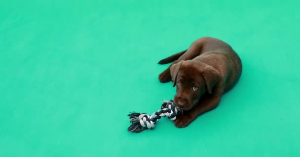 Gyönyörű Kicsi Labrador Kiskutya Kis Kutya Előtt Egy Zöld Kulcs — Stock videók