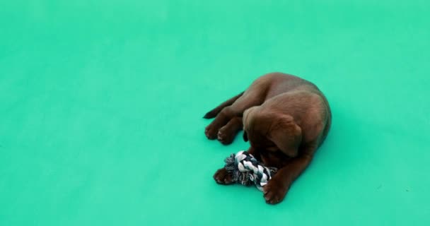 Mooie Kleine Labrador Puppy Kleine Hond Voor Een Groene Sleutelachtergrond — Stockvideo