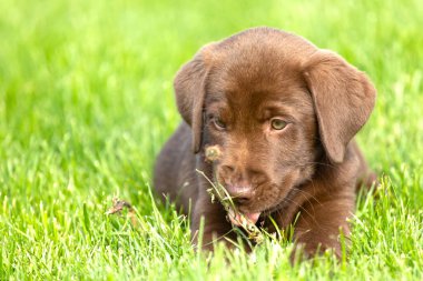 Küçük köpek doğada oynuyor..