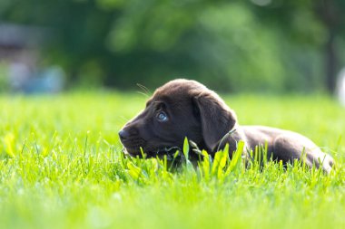 Küçük köpek doğada oynuyor..
