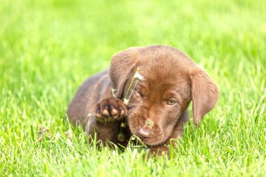 Küçük köpek doğada oynuyor..