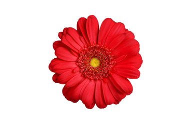 Beyaz arka planda bir kırmızı gerbera çiçeği yakından izole edilmiş, turuncu gerber çiçeği, kırmızı papatya başı üst görünümü, romantik tebrik kartı dekorasyonu, dekoratif tasarım unsuru, botanik çiçek deseni