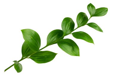 Beyaz arka planda yeşil yapraklı bir bitki dalı yakın plan, taze çimen, bitkisel illüstrasyon, dekoratif doğal çiçek tasarımı unsuru, organik doğa işareti, tarım sembolü, ekoloji ikonu