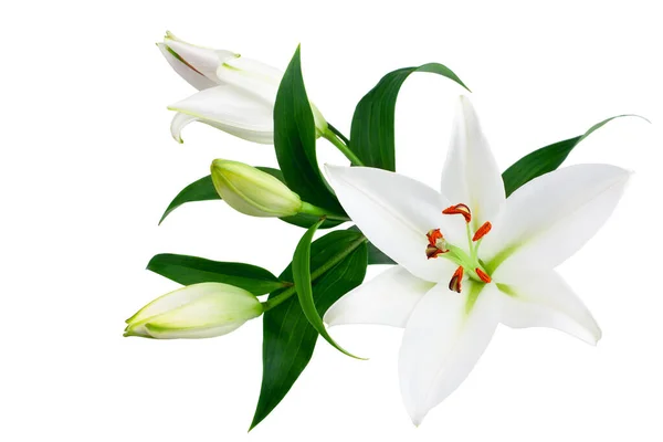 白い背景に緑の葉を持つ白いユリの花と蕾を閉じ ユリの束 エレガントな花束 ユリの花のパターン ロマンチックな休日の挨拶カード 結婚式の招待状のデザイン — ストック写真