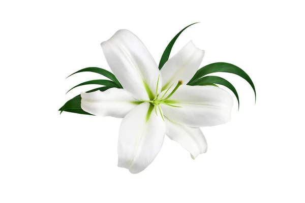 Ένα Μεγάλο Λευκό Λουλούδι Κρίνου Πράσινα Φύλλα Λευκό Φόντο Απομονωμένο — Φωτογραφία Αρχείου