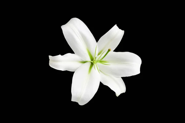 Uma Grande Flor Lírio Branco Com Estames Verdes Fundo Preto — Fotografia de Stock