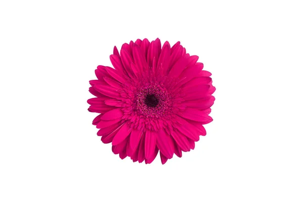 Один Розовый Цветок Герберы Белом Фоне Выделенный Крупным Планом Фиолетовый — стоковое фото