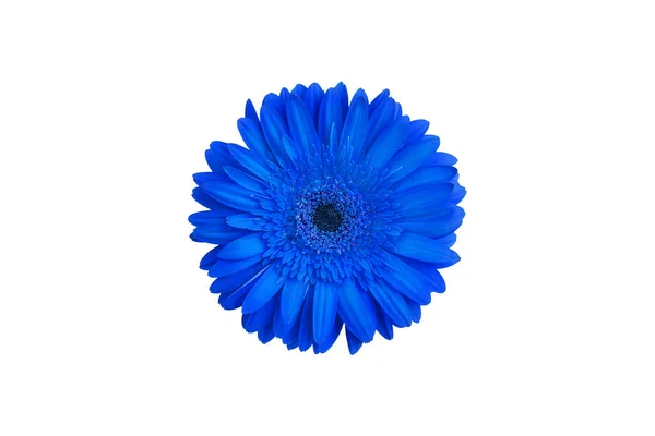 Eine Blaue Gerbera Blume Auf Weißem Hintergrund Isoliert Nahaufnahme Einzelne — Stockfoto