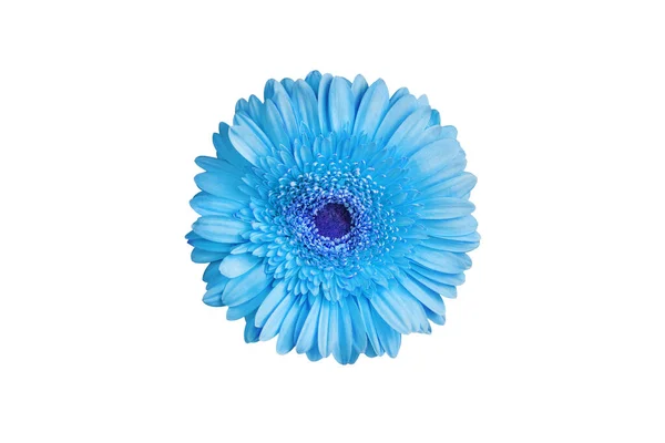 白の背景に1つのライトブルーのガーベラの花を閉じ 単一のガーバーの花 デイジーヘッドトップビュー ロマンチックなグリーティングカードの装飾 装飾的なデザイン要素 植物の花のパターンを隔離 — ストック写真