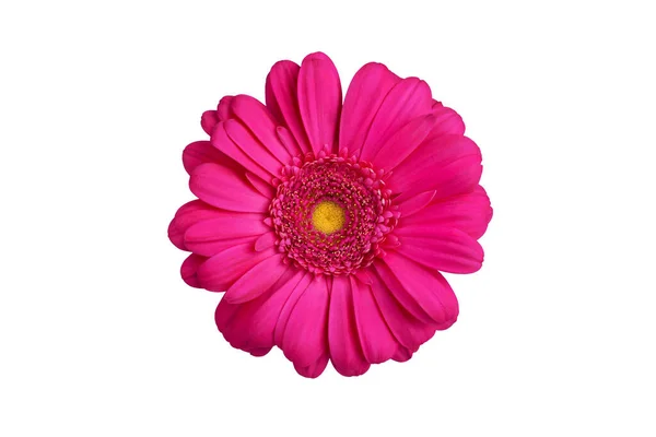 Beyaz arka planda bir pembe gerbera çiçeği yakından izole edilmiş, mor gerber çiçeği, kırmızı papatya başı üst görünümü, romantik tebrik kartı dekorasyonu, dekoratif tasarım unsuru, botanik çiçek deseni