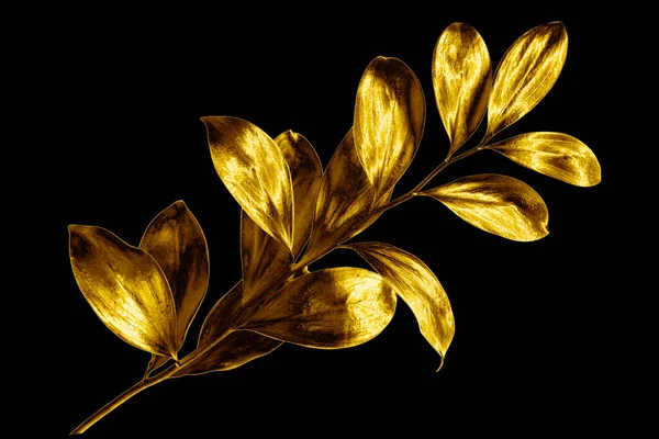 Одна Ветка Золотых Листьев Черном Фоне Изолирован Крупным Планом Декоративный — стоковое фото