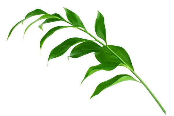 Одна Веточка Растения Зелеными Листьями Белом Фоне Изолированный Крупный План — стоковое фото