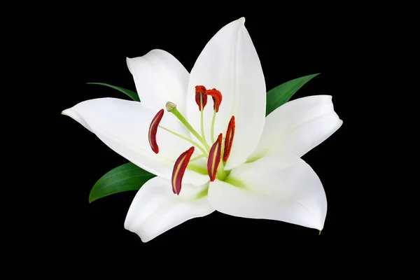 Una Flor Lirio Blanco Con Estambres Rojos Polen Hojas Verdes —  Fotos de Stock