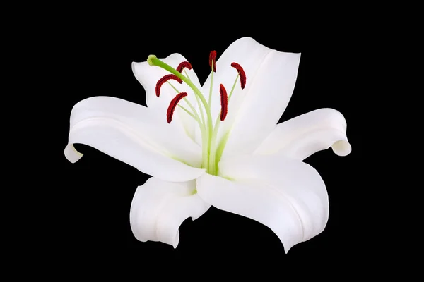 Jedna Bílá Lilie Květ Červenými Tyčinkami Pylem Černém Pozadí Izolované — Stock fotografie