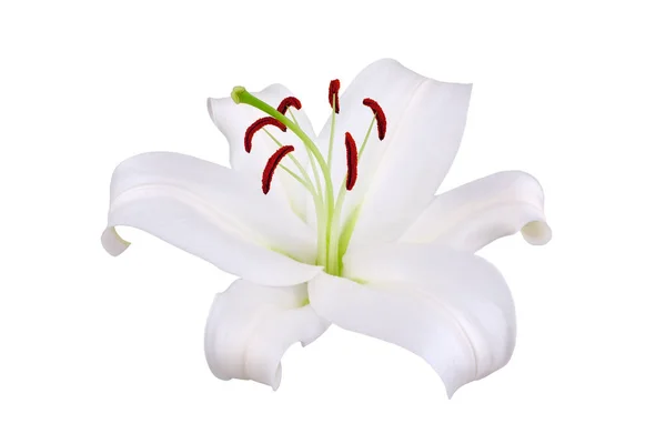 Ένα Μεγάλο Λευκό Λουλούδι Κρίνο Κόκκινους Στήμονες Και Γύρη Λευκό — Φωτογραφία Αρχείου