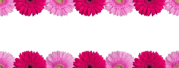 Rosa Och Lila Gerbera Blommor Gränsen Vit Bakgrund Isolerad Närbild — Stockfoto