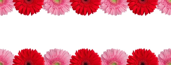 白の背景に赤 オレンジ ピンクのガーベラの花の境界線を隔離されたクローズアップ ガーバーの花のシームレスなパターン グリーティングカードの装飾フレーム デイジーの花の装飾ライン デザイン要素 コピースペース — ストック写真