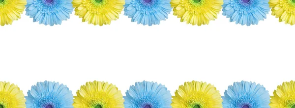 白の背景にライトブルーと黄色の半分のガーベラの花の境界線を閉じ 半分のガーバーの花のシームレスなパターン 装飾フレーム 花の装飾ライン デイジーの装飾 コピースペース — ストック写真