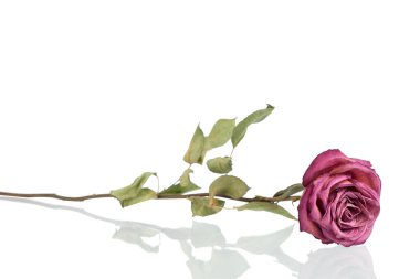 Uzun saplı pembe ya da kırmızı gül çiçeği ve beyaz arka planda yeşil yapraklar kapalı, tebrik kartı tasarım unsuru, bayram posteri, sevgililer günü, kadınlar günü, düğün, doğum günü, tatil