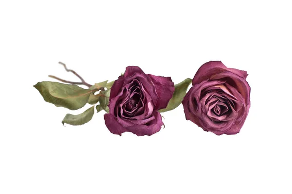 白色背景上的两朵大玫瑰隔离在一起 贺卡的概念 节日横幅 节日海报 商品盒的设计元素 产品标签 美丽而明亮的图案 — 图库照片