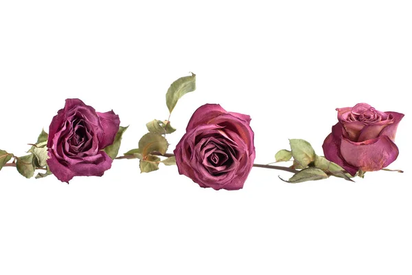 Drie Roze Rozen Bloemen Lijn Witte Achtergrond Geïsoleerd Rand Voor — Stockfoto