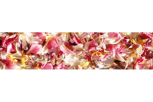Scattered colored flower petals border on blurred background close up, delicate flowers petals soft focus frame, holiday decorative banner, beautiful floral pattern design, copy space