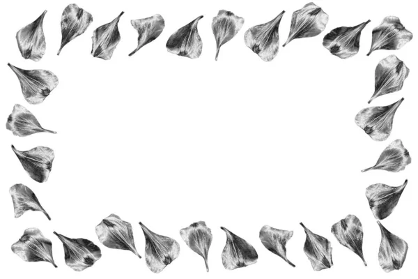 Срібні Пелюстки Квітів Рамка Картини Ізольовані Крупним Планом Білий Фон — стокове фото