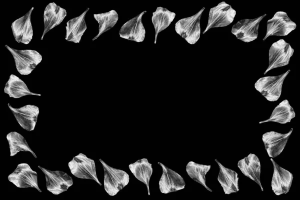 Silberne Blütenblätter Bilderrahmen Isoliert Nahaufnahme Schwarzer Hintergrund Dekorative Graue Metallflorale — Stockfoto