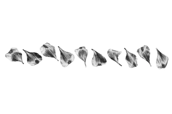 Silver Blomma Kronblad Isolerade Närbild Vit Bakgrund Grå Metall Blommig — Stockfoto