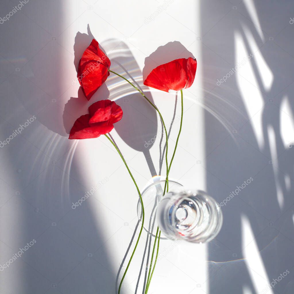 Three red poppy flowers on a white table background with contrasting shadows and a glass of water close up top view