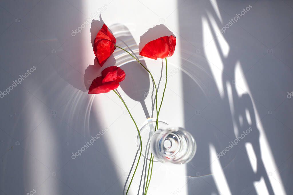 Three red poppy flowers on a white table background with contrasting shadows and a glass of water close up top view