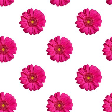 Beyaz zemin üzerinde pürüzsüz pembe Gerbera çiçeği deseni izole edilmiş, parlak kırmızı papatya çiçeği tekrarlayan süs, güzel yaz renkli çiçek rengi duvar kağıdı, canlı dekoratif arkaplan