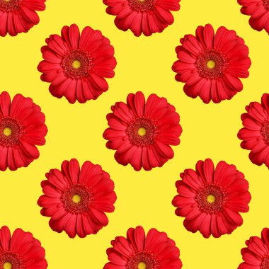 Sarı zemin üzerinde pürüzsüz kırmızı Gerbera çiçekleri, parlak turuncu papatya çiçeği yinelenen süs, güzel yaz renkli çiçek duvar kağıdı, canlı dekoratif arka plan