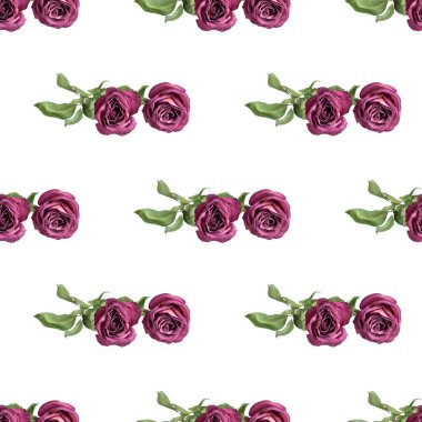 Beyaz arka planda yeşil yapraklı kusursuz desenli pembe gül. Yakından izole edilmiş. Burgonya gülleri tekrar eden süs, kırmızı çiçek deseni, mor çiçek arkaplanı, romantik duvar kağıdı.