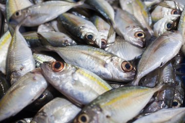 Sarı kuyruklu Japon Kehribar Balığı, Kral Balığı, Seriola Quinqueradiata, Jack Balığı, uskumru, sarı çizgili büyük göz kepçesi, hamachi, ton balığı yakın plan, Tayland deniz ürünleri pazarı