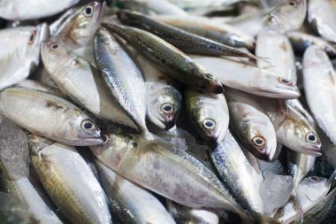 Sarı kuyruklu Japon Kehribar Balığı, Kral Balığı, Seriola Quinqueradiata, Jack Balığı, uskumru, sarı çizgili büyük göz kepçesi, hamachi, ton balığı yakın plan, Tayland deniz ürünleri pazarı