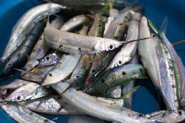 Çöp balığı, timsah iğnesi, sardalya, deniz iğnesi, belone belone, uzun ve dar çeneli gar balığı, keskin dişler, ait olduğu yer, taze çiğ balıklar, Tayland deniz ürünleri pazarı, Güneydoğu Asya