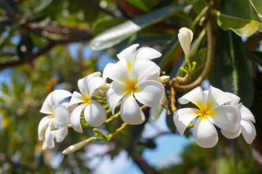 Beyaz ve sarı plumeria çiçekleri toplanır. Yakından çiçek açar. Yeşil yapraklar bokeh arkaplanı bulanıklaştırır.