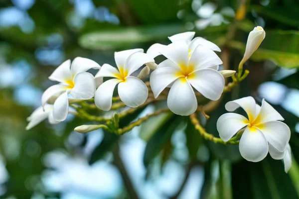 White Yellow Plumeria Flowers Bunch Blossom Close Green Leaves Blurred Royalty Free Stock Images