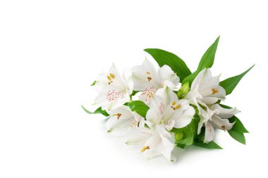 Beyaz arkaplanda beyaz alstroemeria çiçekleri, dekoratif sınır için narin zambak demeti, bayram posteri, pankart için tasarım unsuru, tebrik kartı için zambak deseni