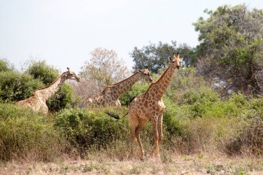Sarı çimlere, yeşil ağaçlara ve mavi gökyüzüne uzanan üç zürafa Chobe Ulusal Parkı 'nda kapanıyor. Kurak mevsimde Botswana, Güney Afrika' da safari yapılıyor.
