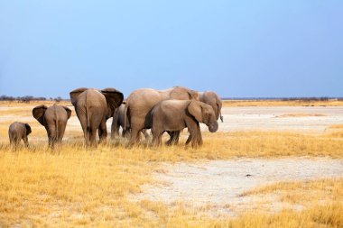 Büyük fil sürüsü, sarı çimenler ve mavi gökyüzü arka planındaki büyük ve küçük yavrular Etosha Ulusal Parkı, Namibya, Güney Afrika