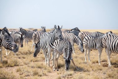 Mavi gökyüzü arka planında otlayan güzel zebra sürüsü. Yakın plan, Etosha Ulusal Parkı, Namibya, Güney Afrika safarisi.