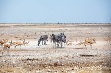 Zebra sürüsü ve Springfield antilopları, beyaz Etosha tavasında ve mavi gökyüzünde kuruyan gölden su içerler. Namibya, Güney Afrika, Etosha Ulusal Parkı 'nda kurak mevsimde safari.